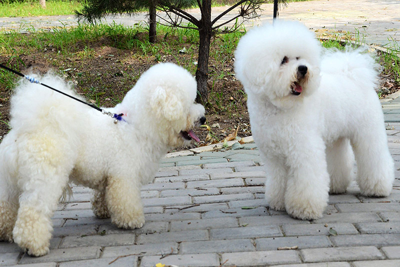 比熊犬怎么養？比熊犬吃什么？養比熊有哪些注意事項？