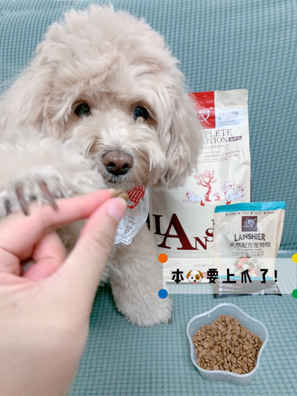 幼犬泰迪吃什么狗糧比較好，推薦蘭夏幼犬糧