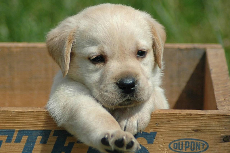 你知道怎么給拉布拉多幼犬喂食幼犬糧嗎？