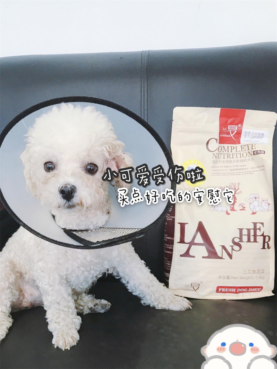 蘭夏小知識：比熊犬吃什么狗糧？如何選擇一款好狗糧？